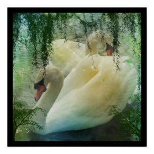 Romantischer Frühling Swan Lake White Swans Poster