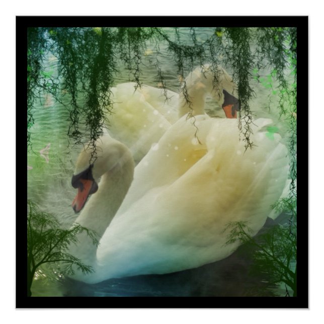 Romantischer Frühling Swan Lake White Swans Poster (Vorderseite)