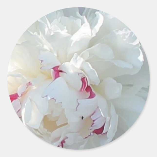 Romantischer Peony Sticker (Vorderseite)