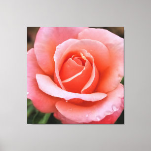 Romantischer Rosen Botanischer Kunstdruck Leinwanddruck