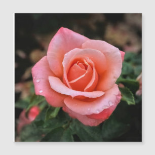 Romantischer Rosen Botanischer Kunstdruck Magnetkarte