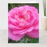 Romantisches Rosa "Leonardo Da Vinci"