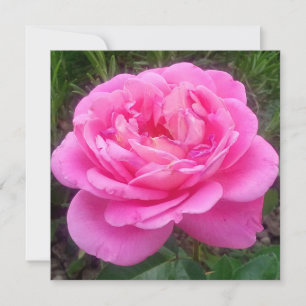 Romantisches Rosa "Leonardo Da Vinci" Karte