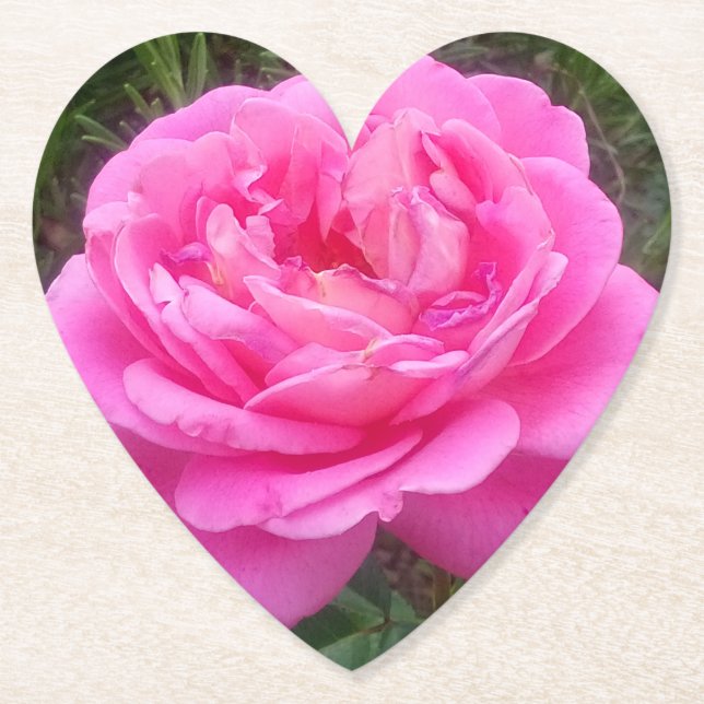 Romantisches Rosa "Leonardo Da Vinci" Untersetzer (Vorderseite)