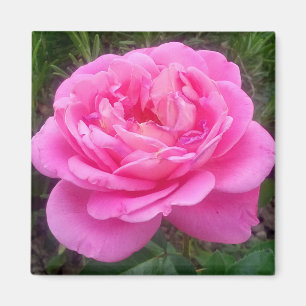 Romantisches Rosenmagazin "Leonardo Da Vinci" Magnet