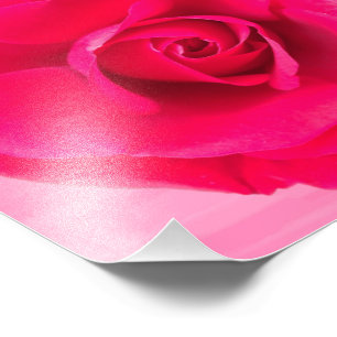 Romantisches Rot Pinke Rose v2 Fotodruck