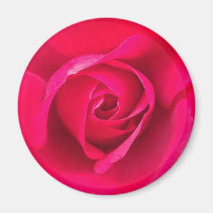 Romantisches Rot Pinke Rose v2 Magnet