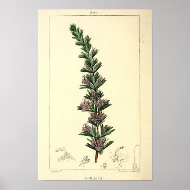 Romarin, Rosemary Pflanze Print Poster (Vorne)