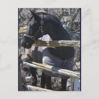 Romeo Foto Postkarte