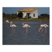 Römische Flamingos
