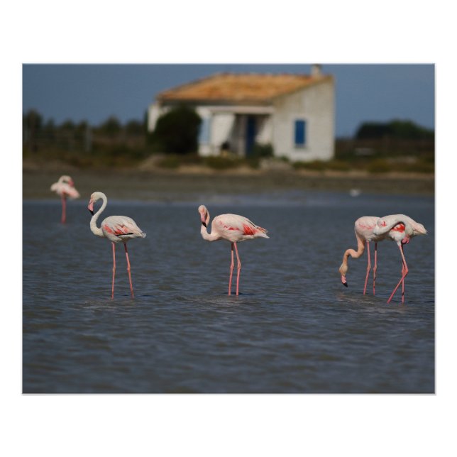 Römische Flamingos Poster (Vorderseite)