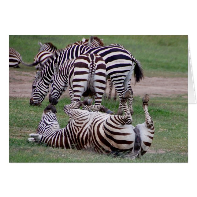 Romping (Vorderseite (Horizontal))