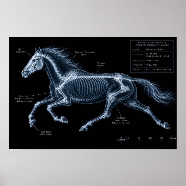 Röntgen-Bewegungsstudie eines galoppierenden Pferd Poster (Vorne)
