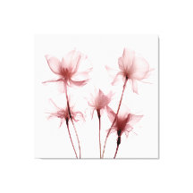 Röntgen-Rosa-Carnation-Blume