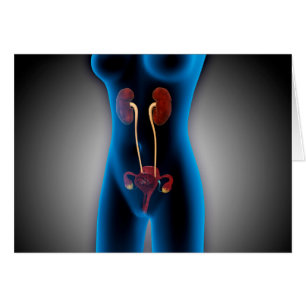 Röntgenaufnahme des weiblichen Körpers mit Fortpfl