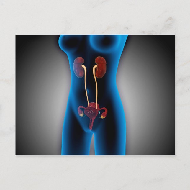 Röntgenaufnahme des weiblichen Körpers mit Fortpfl Postkarte (Vorderseite)