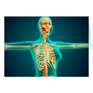 Röntgenaufnahme des weiblichen Oberkörpers mit Rip