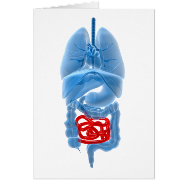 Röntgenbild interner Organe mit kleinen (Vorne)