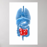 Röntgenbild interner Organe mit kleinen