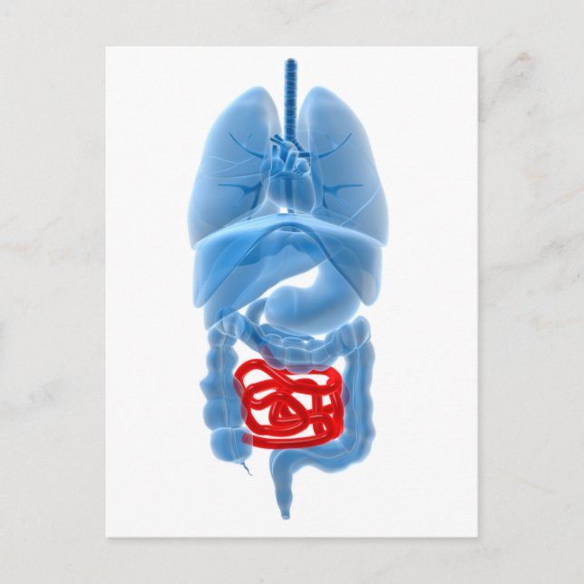 Röntgenbild interner Organe mit kleinen Postkarte (Vorderseite)