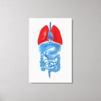 Röntgenbild interner Organe mit Lungen