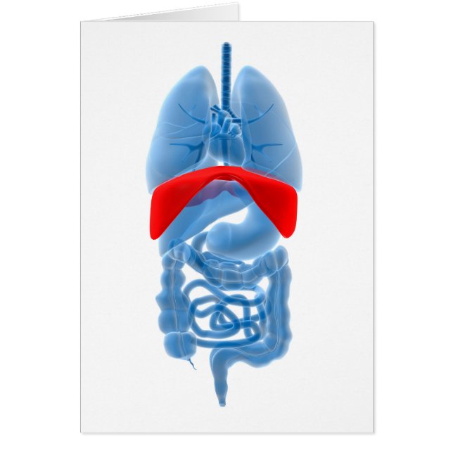 Röntgenbild interner Organe mit Membranen (Vorne)