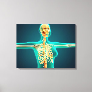 Röntgenstrahl-Ansicht des weiblichen oberen Leinwanddruck
