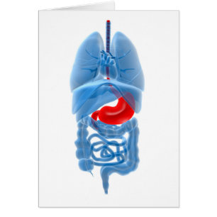 Röntgenstrahl-Bild der innerer Organe mit dem