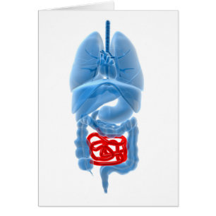 Röntgenstrahl-Bild der innerer Organe mit kleinem