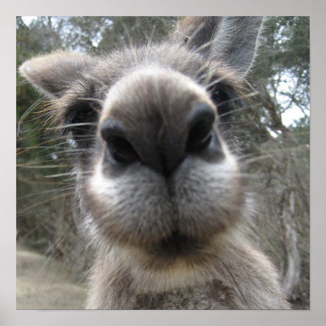 Roo Bob Poster (Vorne)