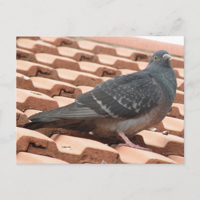 Rooftop-Taube Postkarte (Vorderseite)