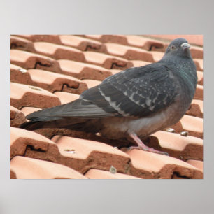 Rooftop-Taube Print Poster