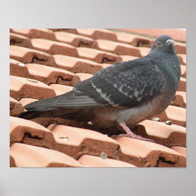 Rooftop-Taube Print Poster (Vorne)
