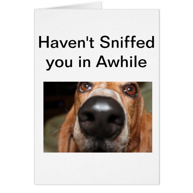 Roofus Sniffs (Vorne)