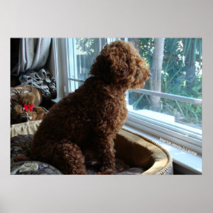 Rookie Waits by Window Poster