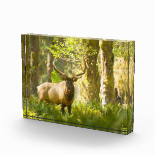 Roosevelt-Elch   Olympic-Nationalpark, Washington Fotoblock