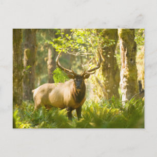 Roosevelt-Elch   Olympic-Nationalpark, Washington Postkarte