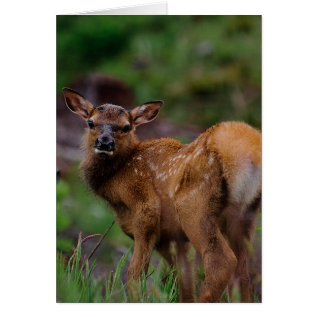 Roosevelt Elk Calf 1 (Vorne)