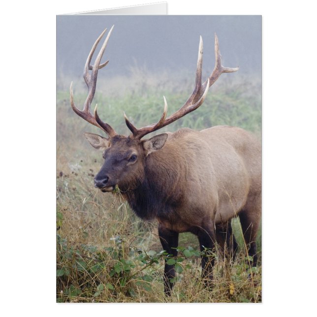 Roosevelt Elk Grazes - Redwood National Park (Vorne)