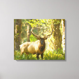 Roosevelt Elk   Olympic-Nationalpark, Washington Leinwanddruck