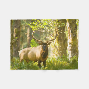 Roosevelt Elk   Olympischer Nationalpark, Washingt Fleecedecke