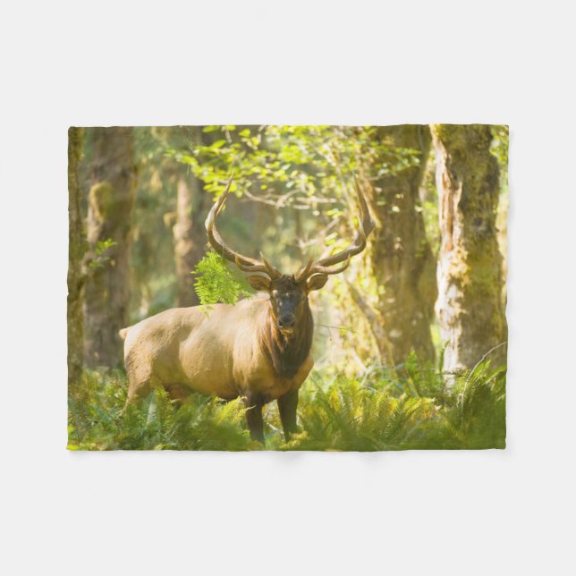 Roosevelt Elk | Olympischer Nationalpark, Washingt Fleecedecke (Vorderseite (Horizontal))