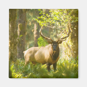 Roosevelt Elk   Olympischer Nationalpark, Washingt Magnet