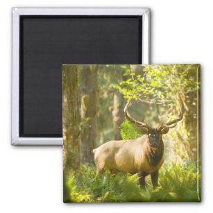 Roosevelt Elk   Olympischer Nationalpark, Washingt Magnet