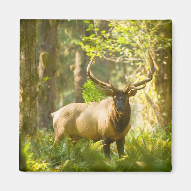 Roosevelt Elk | Olympischer Nationalpark, Washingt Magnet (Vorne)