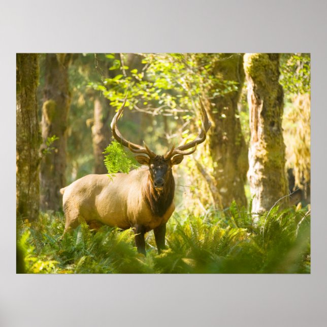 Roosevelt Elk | Olympischer Nationalpark, Washingt Poster (Vorne)
