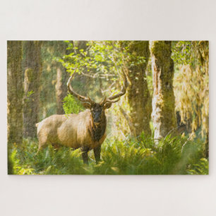 Roosevelt Elk   Olympischer Nationalpark, Washingt Puzzle