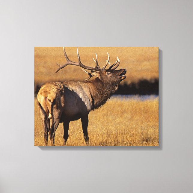 Roosevelt Eull Elk Wyoming Leinwanddruck (Vorderseite)