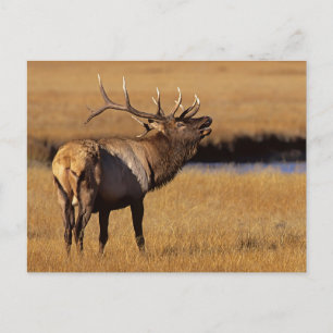Roosevelt Eull Elk Wyoming Postkarte