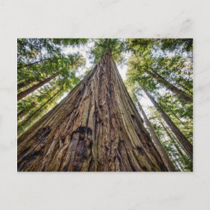 Roosevelt Grove Postkarte